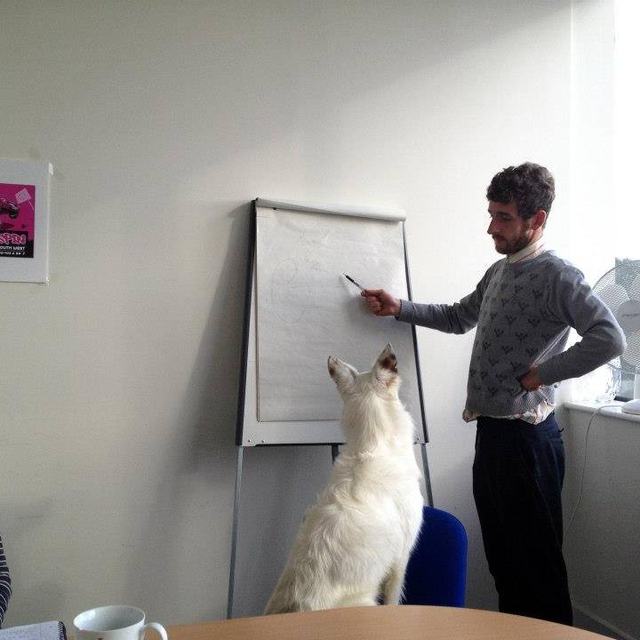 Jason at a flip chart, explaining a drawing to a white dog sitting attentively in front of it